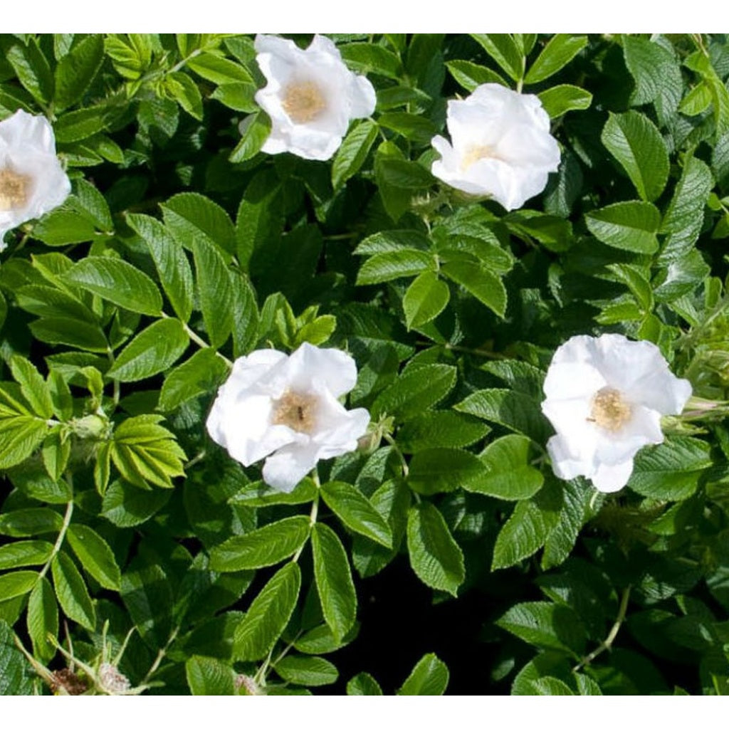 Rugosaros – Rosa rugosa 'Alba' - 40-60 CM bare root 1/1 2/+ branche